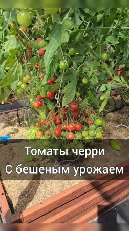 Томаты черри с бешеным урожаем!