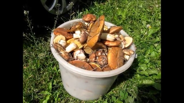 Начинаем грибной сезон смотреть онлайн