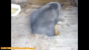 Смешное Видео о Кошках! Кот против Медведя!
