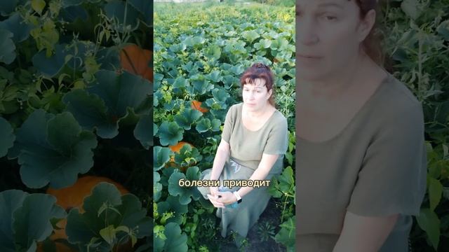 Оранжевая красавица для здорового пищеварения смотреть онлайн