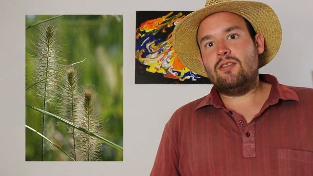 Federborstengras: Blüte, Schnitt, Winterhärte смотреть онлайн