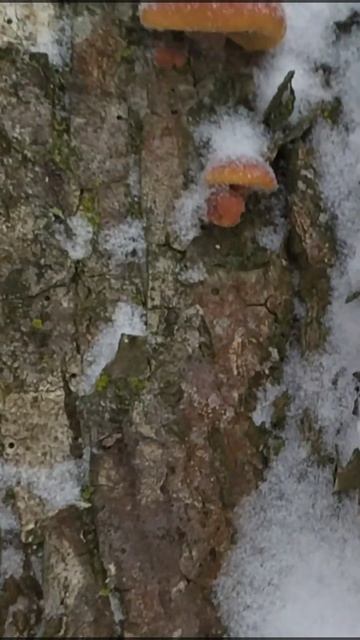 @GribnieVoiskaBelarus  и грибы зимой 🌲🎉