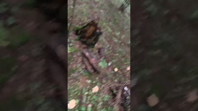 МамкинГрибник собирает Ежовики грибы с колючками смотреть онлайн