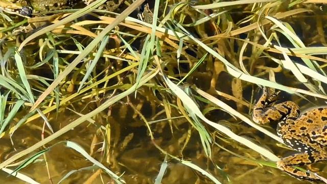 Жаб'ячий хор жабокричі. смотреть онлайн