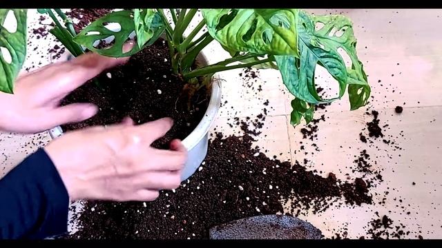 Repotting Monstera Adansonii with Moss Stick | How to Repot Monstera Adansonii | Leafy Life смотреть онлайн