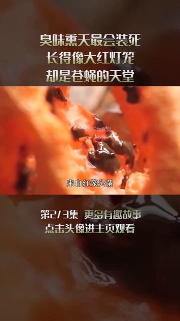 2/3 臭味熏天最会装死，长得像大红灯笼，却是苍蝇的天堂 #红笼头菌 #孢子 #苍蝇 смотреть онлайн