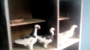 Немецкие выставочные голуби