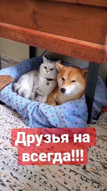 Друзья на всегда! #животные #смешныекошки #смешныеживотные #приколы2023 #animals #shorts #shortvide