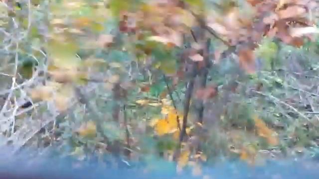 Мы в лесу. Грибы смотреть онлайн