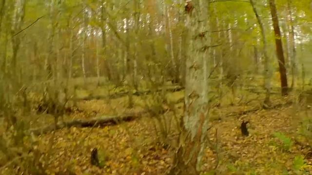 ГРИБАЛКА / БРОДИЛКА ЛЕСНАЯ смотреть онлайн