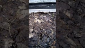 13апреля.Озимый чеснок по способу Натальи Сморчковой.