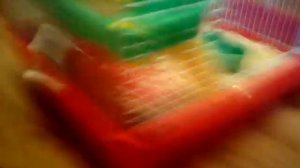 Ура хомяки между нами тает лёд