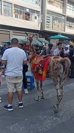 Lima, un sábado: ¿qué auquenido será?