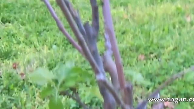 How To Get Rid of Woolly Aphids WITHOUT Hurting Bees смотреть онлайн