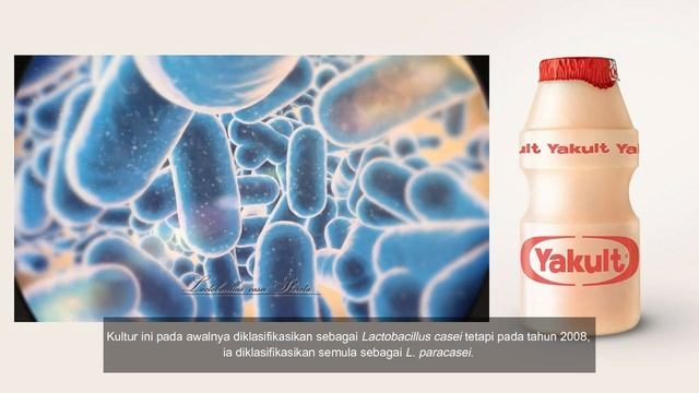 Probiotic смотреть онлайн