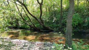 Звуки природы. Река Осётр в Тульской губернии (08.06.2024г).