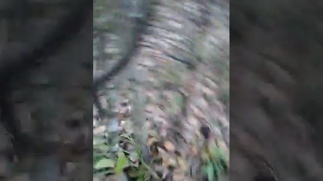 Влог:пошли за грибами смотреть онлайн