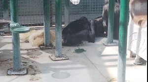 Bonobo playground monkey🐒 fun #wildlife