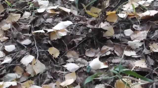 Грибы из анекдота смотреть онлайн