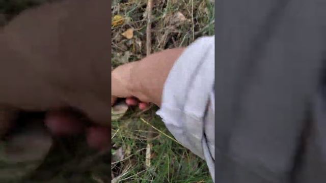 иииснова про грибы)))! смотреть онлайн