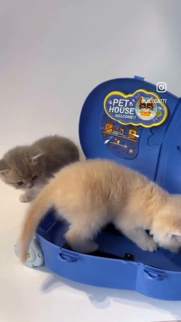 #британскиекотята#питомниккошекLaCoda#laCoda777#britishshorthair#cat #голубоезолото#золотыекотята