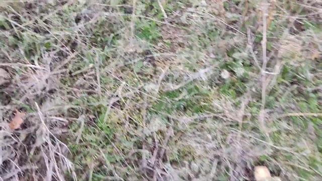 Зимний грибной сезон в Крыму: собираем синеножку,рядовку лиловоногую смотреть онлайн