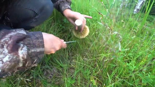 по сёлам и деревням на машине / сбор ягод и грибов смотреть онлайн