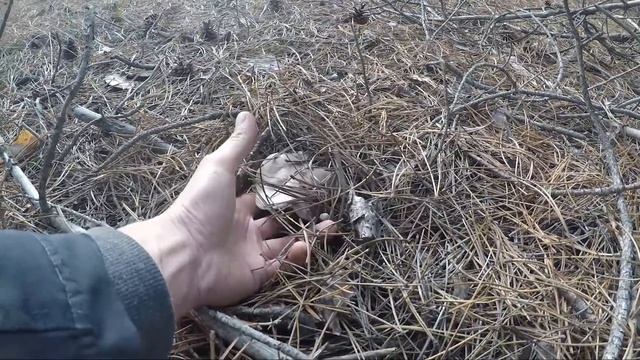 Грибы Гибриды? вот так попал .. смотреть онлайн