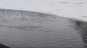 Светлые Горы Форель 03.02.2025г.