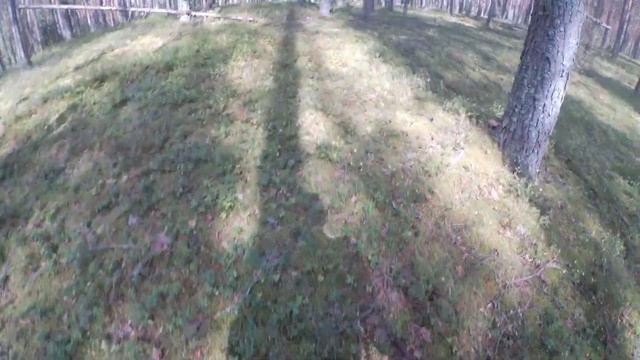 Открытие грибного сезона, первые грибы 07.08.2021. смотреть онлайн