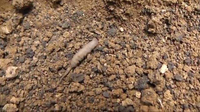 Неизвестный пришелец из космоса смотреть онлайн