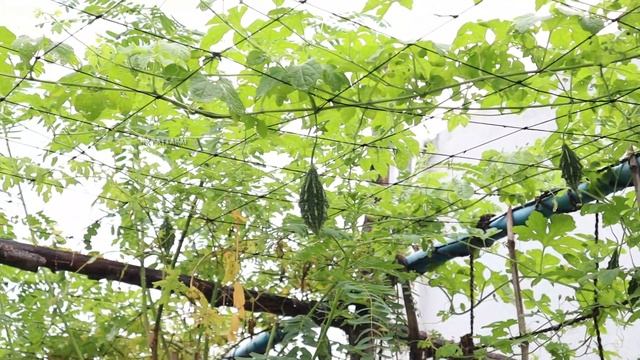 RAINY SEASON PESTICIDE | புழுக்களை புரட்டி எடுக்கும் ஒரு ஆர்கானிக் பூச்சிவிரட்டி | BAVERIA BASSIANA смотреть онлайн