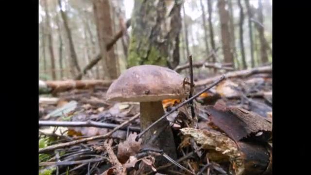 Проект273 ПОЙДЁМТЕ В ЛЕС смотреть онлайн