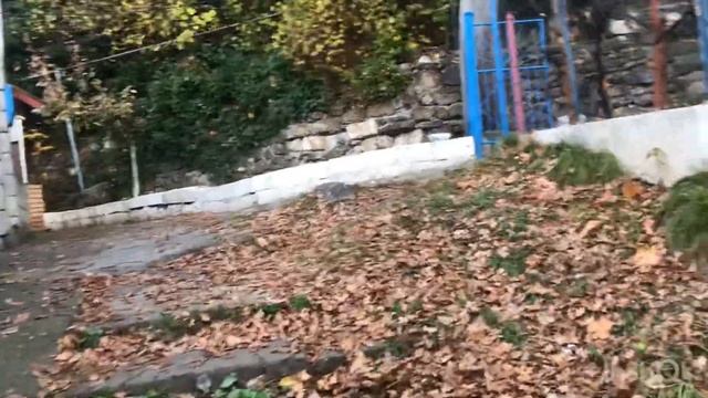 Клиника "ГЕНЕЗИС"#Грибы,хурма в саду смотреть онлайн