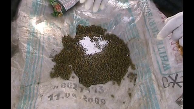 Seed Treatment of Moong by Trichoderma viridi Hindi ASA Madhyapradesh