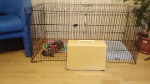 Французский бульдог Пуся, первая ночь дома