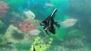 Скалярия нападает на гурами