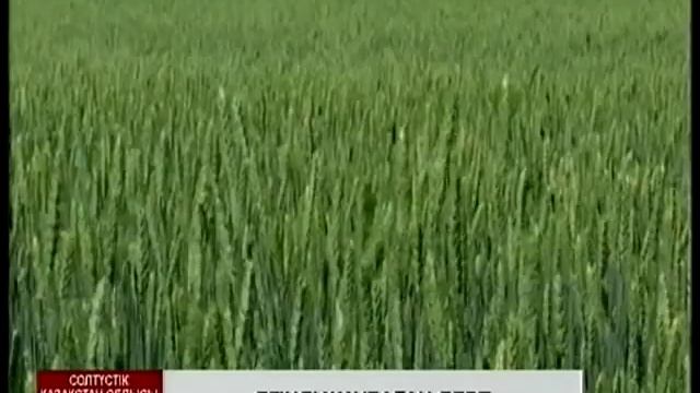 Қызылжарлық диқандар жаппай септориоз бен тот ауруымен күресіп жатыр