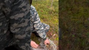 Боровики Карелии 14.09.2023 часть3