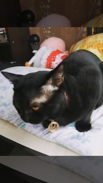 🖤Велес скучает. 🖤Бомбейский кот. смотреть онлайн