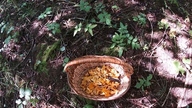 По грибы 28 августа 2021г. смотреть онлайн