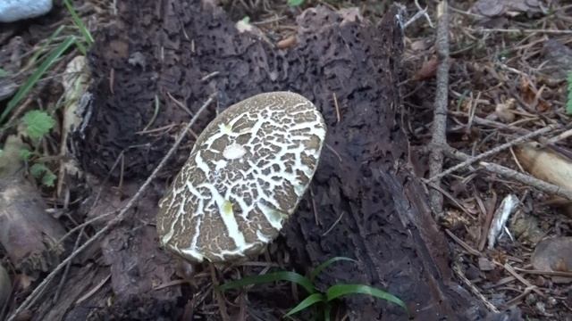 Xerocomellus chrysenteron (Bull.) Šutara čes. hřib žlutomasý