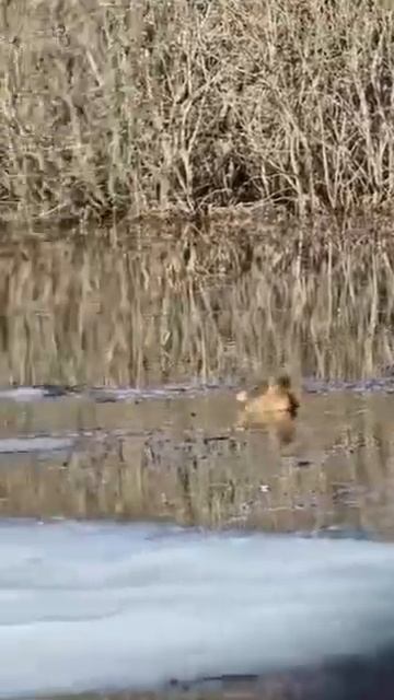 Утка подсадная работа #охота #утка #весна смотреть онлайн