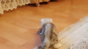 У меня появился котик!|| Покупка котёнка для детей