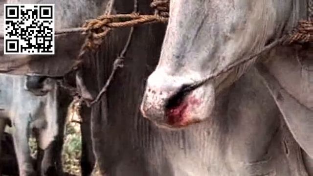 Earthlings- Full Documentary UNCENSORED