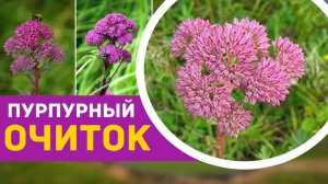 Очиток пурпурный. Рецепты и целебные свойства. Мощное растение для иммунитета