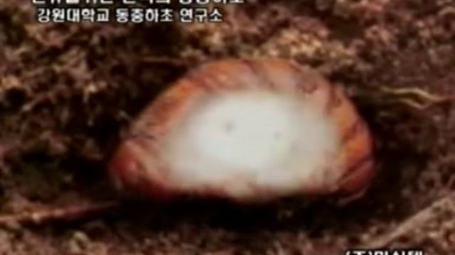 Đông Trùng Hạ Thảo Sung Jae Mo смотреть онлайн