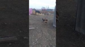 Индюк против петуха второй бой