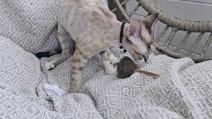 Кошка породы девон-рекс - это настоящий покоритель вершин!