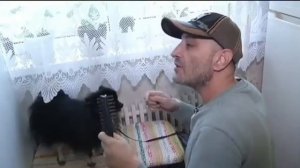 как приучить собаку к вычесыванию шерсти